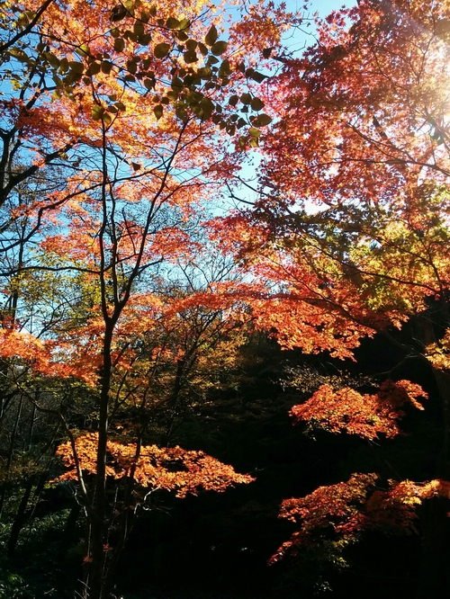 秋の木漏れ日